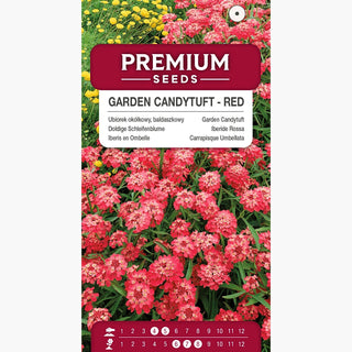Iberide Rossa - Rosso - Colorato e a crescita rapida per tutta l’estate - Iberis umbellata