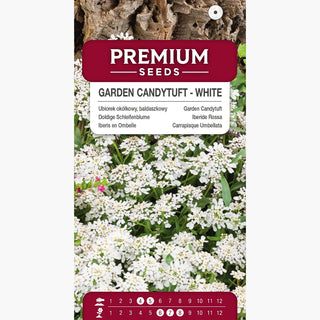 Iberide Rossa - Bianco - Eccellente dal profumo delicato - Iberis umbellata