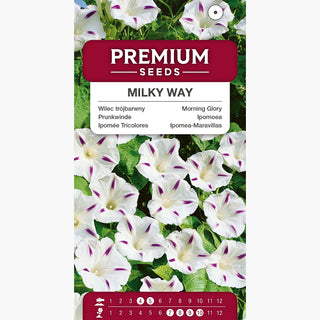 Ipomoea - Milky Way - Delicata, perfetta per pergolati e balconi - Ipomoea tricolor