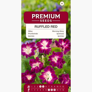 Ipomoea - Ruffled Red - Arricciato, rosso e a crescita rapida - Ipomoea x imperialis