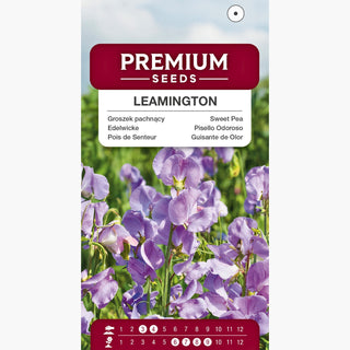 Pisello Odoroso - Leamington - Decorazione romantica per gazebo - Lathyrus odoratus