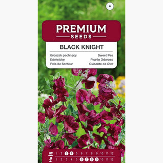 Pisello Odoroso - Black Knight - Colore intenso ed aspetto elegante - Lathyrus odoratus