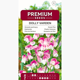 Pisello Odoroso - Dolly Varden - Profumo intenso e dolce - Lathyrus odoratus