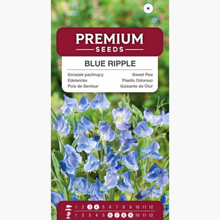 Pisello Odoroso - Blue Ripple - Varietà delicata e profumata - Lathyrus odoratus