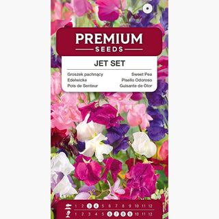 Pisello Odoroso - Jet Set - Ideale per posizioni soleggiate - Lathyrus odoratus