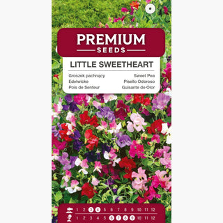 Pisello Odoroso - Little Sweetheart - Fiori in delicate tonalità pastello - Lathyrus odoratus