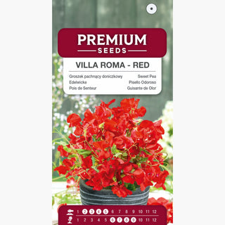 Pisello Odoroso - Villa Roma - Rosso - Profumo intenso per terrazza - Lathyrus odoratus