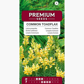 Linajola Comune - Bellezza incantevole delle bordure campestri - Linaria vulgaris
