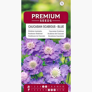 Scabiosa del Caucaso - Blu - Decorazione per giardino e prato fiorito - Scabiosa caucasica