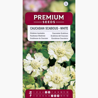Scabiosa del Caucaso - Bianco - Tocco elegante tra le perenni - Scabiosa caucasica