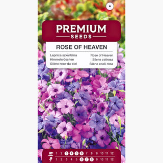 Silene celirosa - Facile da coltivare, altamente decorativa - Silene coeli-rosa