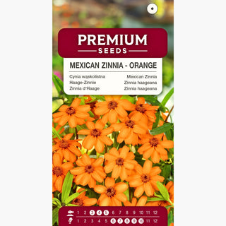 Zinnia haageana - Arancione - Bagliore solare in giardino - Zinnia angustifolia