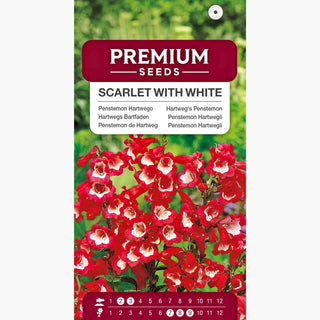 Penstemon Hartwegii - Scarlatto con Bianco - Fascino unico, cespi compatti - Penstemon hartwegii