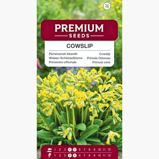 Primula Odorosa - Affascinante, delicato, grazia naturale - Primula veris
