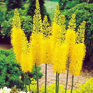 Eremurus - bungei - Spighe dorate, successo estivo in giardino