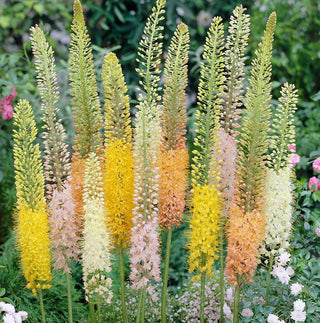 Eremurus - Mix - Bellezza slanciata regina dell’estate