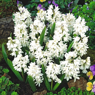 Puschkinia - alba - Candido soffio di primavera - 10 bulbi