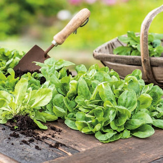 Valeriana - Verte de Cambrai - Ricca di vitamine, dal sapore delicato - Valerianella locusta - Semi Premium