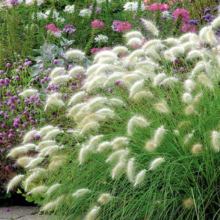 Erba Piuma - Decorativa, soffice erba ornamentale - Pennisetum villosum - Semi Premium
