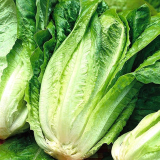 Lattuga Romana - Lentissima A Montare 3 - Teste lunghe, sottili e croccanti