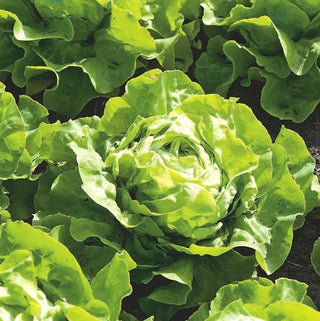 Lattuga Lento - Nastro preseminato - Delicata, facile da coltivare, tollera il freddo