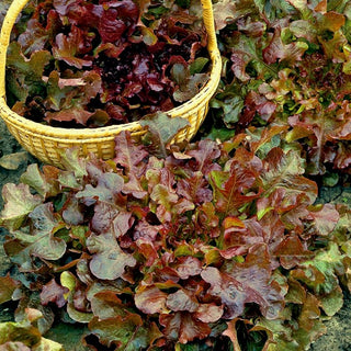 BIO Lattuga Red Salad Bowl - Decorativa e croccante - Semi Premium