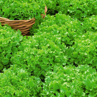 Lattuga - Salad Bowl - Dal sapore delicato raccolta multipla