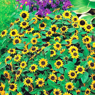 Sanvitalia - Bassa, tappezzante, fioritura abbondante - Sanvitalia procumbens - Semi Premium