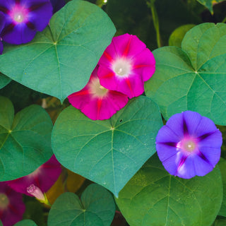 Ipomoea Purpurea - Miscuglio - Rampicante celestiale per copertura - Ipomoea purpurea