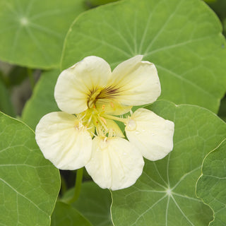 Nasturzio Nano - Night & Day - Decorazione estetica da giardino - Tropaeolum majus var. nanum