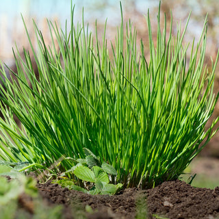 BIO Erba Cipollina Medium Leaf - Erba cipollina per tutto l’anno, coltivabile in vaso - Semi Premium