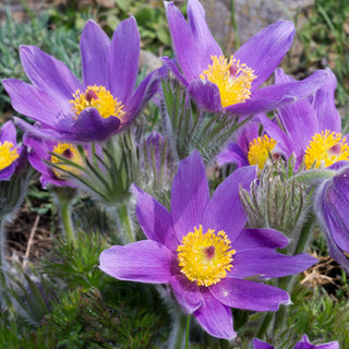 Pulsatilla - Viola - Pianta perenne, resistente al gelo - Pulsatilla vulgaris
