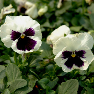 Viola del Pensiero - Silverbride - Eleganza delicata per il balcone primaverile - Viola ×wittrockiana