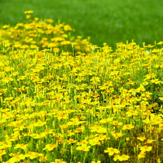Tagete tenuifolia - Golden Gem - Fiori piccoli e dorati affascinanti - Tagetes tenuifolia