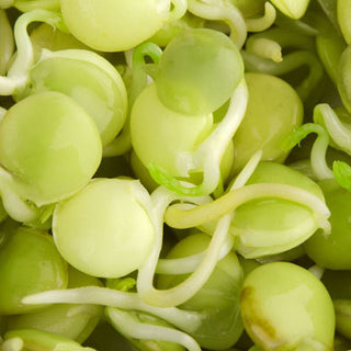 Semi per germogli - Lenticchie - Eccellente fonte di vitamine - Lens culinaris