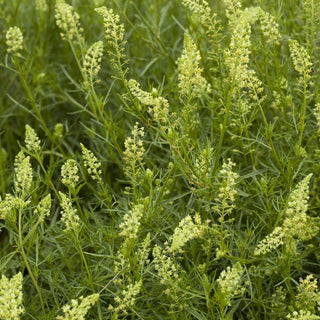 Reseda odorata - Bianco - Classico profumato dei giardini rustici - Reseda odorata - Semi Premium