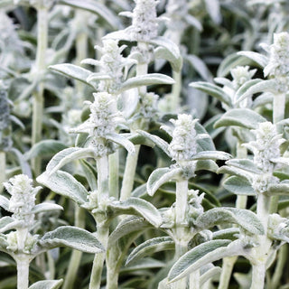 Stregona Candida - Decorazione per aiuole e giardini rocciosi - Stachys lanata - Semi Premium