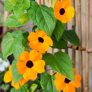 Susanna Dagli Occhi Neri - Arancione - Ideale per pergolati, aspetto esotico - Thunbergia alata - Semi Premium
