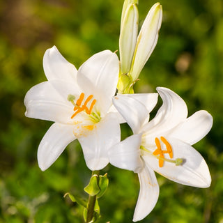 Giglio di Sant’Antonio - Lilium - Elegante giglio per aiuole basse