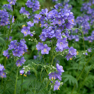 Valeriana Greca - Blu - Pianta perenne che attira api e farfalle - Polemonium caeruleum - Semi Premium