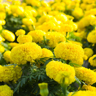 Tagete erecta - Giallo Limone - Illumina aiuole e vasi - Tagetes erecta