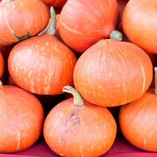 Zucca - Potimarron - Zucca francese dal sapore di nocciola