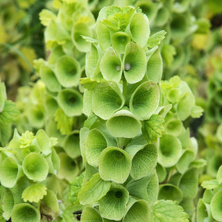 Campane d‘Irlanda - Fiori verdi dalla forma insolita - Moluccella laevis - Semi Premium