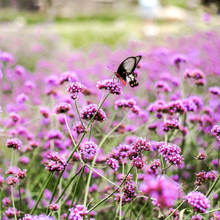 Verbena di Buenos Aires - Annuale, alta, apprezzata dalle farfalle - Verbena bonariensis