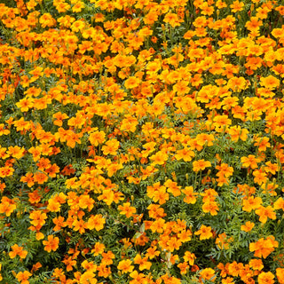 Tagete tenuifolia - Orange Gem - Esplosione di colori arancioni - Tagetes tenuifolia