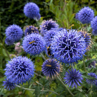Cardo-pallottola - Fiori sferici spettacolari, una vera calamita per le api - Echinops ritro - Busta Grande - 1 kg