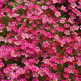 Saxifraga arendsii - Bassa perenne a fioritura abbondante - Saxifraga arendsii - Semi Premium