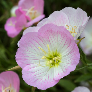Enotera - Miscuglio - Fioritura dalla tarda primavera a settembre - Oenothera sp. - Semi Premium