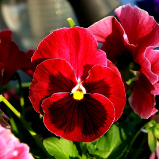 Viola del Pensiero - Alpenglow - Effetto wow sulla tua terrazza - Viola ×wittrockiana