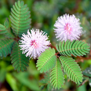 Mimosa pudica - Foglie sensibili al tatto - Mimosa pudica - Semi Premium